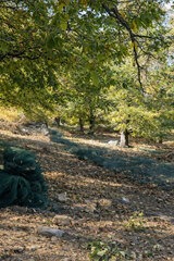 Netze unter Kastanienbäumen - Kastanienernte für Battaglia Kastanienmehl in Vallecalle