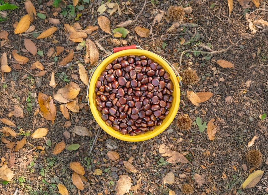 Kastanienmehl Farine de châtaigne Battaglia - Gastronomie - Korsika