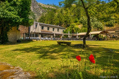 Garden poppies - Auberge de la Restonica in Corte, Haute-Corse