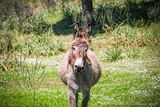 Donkey