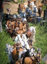 Elevage de chèvres - Capra Peri