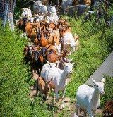 Corsican goats Fromagerie Capra Peri