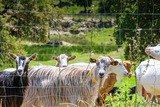 Corsican goats Fromagerie Capra Peri