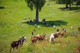 Corsican goats Fromagerie Capra Peri