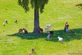 Corsican goats Fromagerie Capra Peri