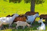 Corsican Goats Capra Peri Cheese