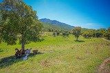 Corsican goats Fromagerie Capra Peri