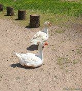 Geese Capra Peri Cheese Factory