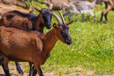 Corsican goats - Capra Cheese Dairy - Peri, Corsica
