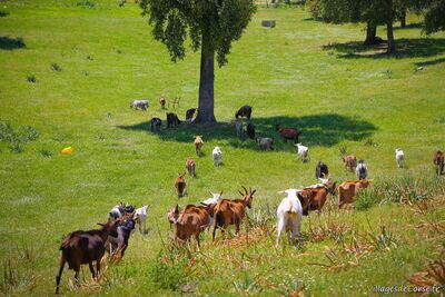 Goats from the dairy herd - Capra Cheese Farm in Peri