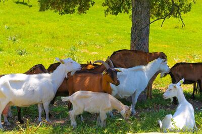 Goats from the dairy herd - Capra Cheese Farm in Peri