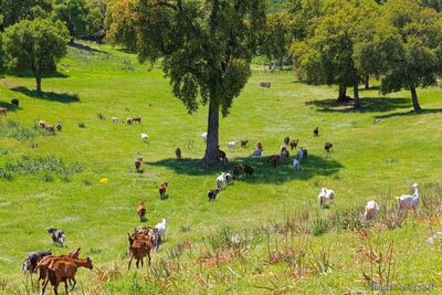 Corsican goats - Capra Cheese Dairy - Peri, Corsica