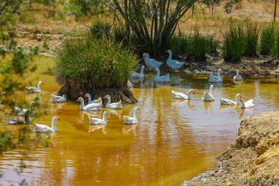Farm geese - Capra - Peri, Corsica