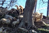 Corsican Sheep of Gaec Di Vallecalle