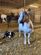 Capra corsa in allevamento agricolo - GAEC di Vallecalle, Nebbiu