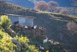 Corsican Goats of Gaec Di Vallecalle