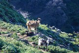 Corsican Goats of Gaec Di Vallecalle