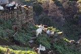 Corsican Goats of Gaec Di Vallecalle