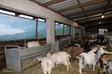 Goats at the Sheepfold