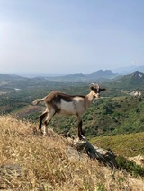 Giovane capra corsa del gregge - Fromagerie GAEC di Vallecalle