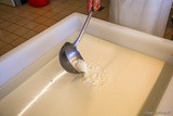 Lait caillé de chèvre pour le fromage frais