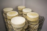 Tomme de brebis