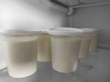 Corsican Sheep's Milk Yogurt