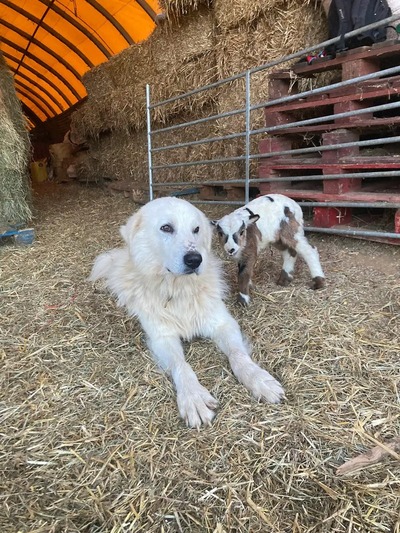Korsisches Zicklein mit Patou-Hund - Fromagerie Casanova GAEC di Vallecalle, Vallecalle (Nebbiu, Nordkorsika)