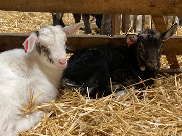 Capretti corsi protetti dal Patou - Fromagerie GAEC di Vallecalle, Alta Corsica