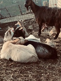 Capra corsa del gregge - Fromagerie Casanova a Vallecalle