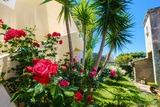 Rose bushes and flower garden - Au Bon Clocher Hotel in Canari, Cap Corse