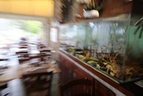 Corsican lobster vivier restaurant - Au Bon Clocher - Canari, Corsica