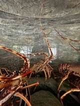 Live Corsican lobster restaurant