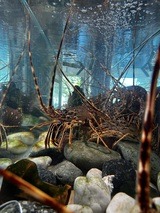 Cap Corse spiny lobster and live tank seafood - Au Bon Clocher Restaurant in Canari