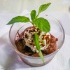 Mousse al cioccolato