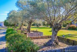 Vente oliviers corse pepiniere
