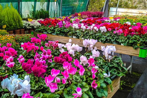 promotions fleurs Corte et Ponte-Leccia