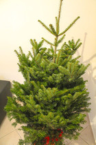 Sapin de Noël en pot - Corse