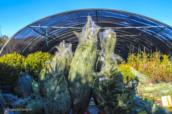 Vente Sapins de Noël en pot A Santulina Pépinière à Ponte-Leccia