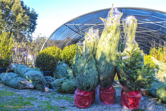 Vente de Sapins de Noël Pépinière A Santulina à Ponte-Leccia