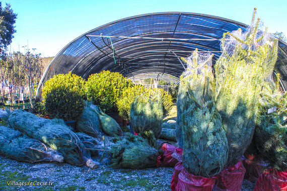 Vente de sapins de noel Pépinière Haute-Corse