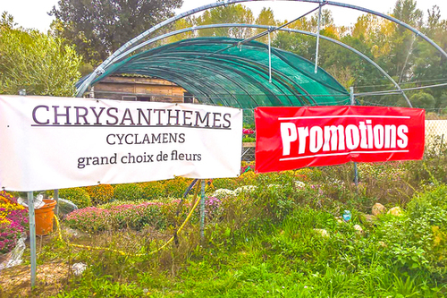 promotions chrysanthèmes à Ponte-Leccia et Corte