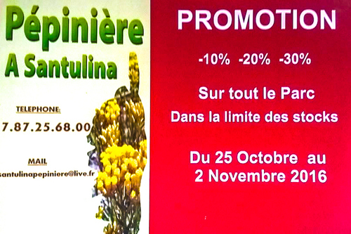 promotions chrysanthèmes à Corte et Ponte-Leccia