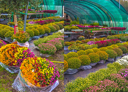 Vente chrysanthèmes Corte et Ponte-Leccia