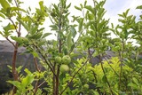 Arbre fruitier pépiniere A Santulina Ponte Leccia - Corse