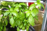 Basilic