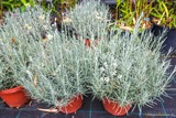 Immortelle corse