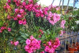 Laurier rose - Pépinière à Santulina - Piedigriggio, Corse