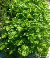 Fresh flat-leaf parsley - Aromatic plants in Ponte-Leccia