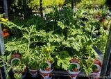 Watermelon seedlings - Summer vegetable garden in Haute-Corse
